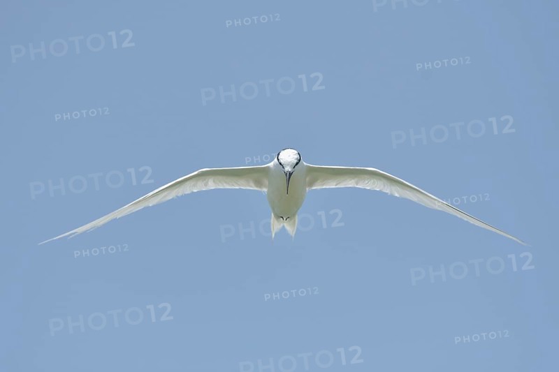 Flying tern frontal