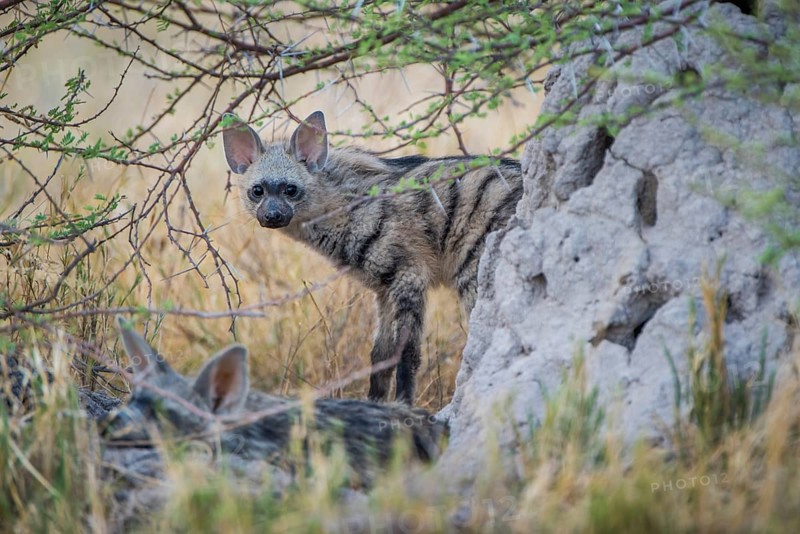 Aardwolf (Proteles cristatus)