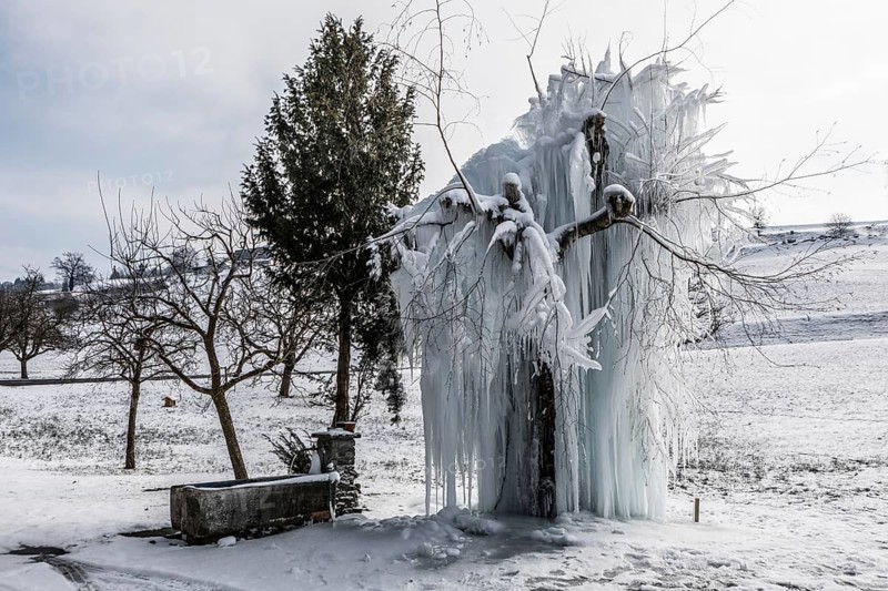 Frozen tree with long icicles