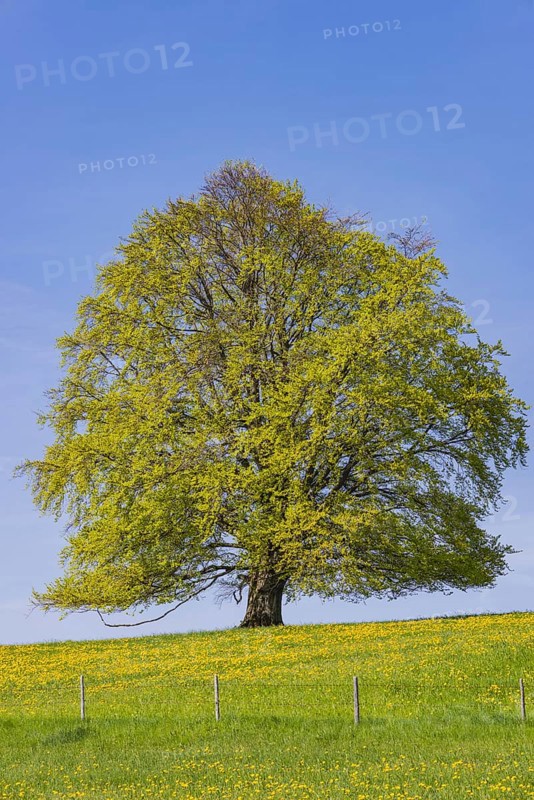 Common beech (Fagus sylvatica) in spring