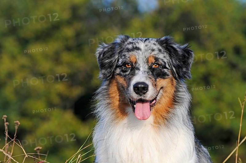 Australian Shepherd
