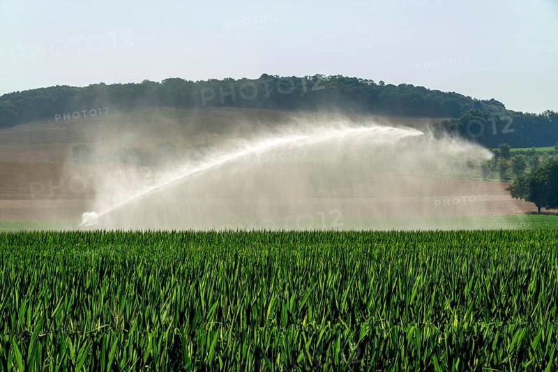 Watering in a field of sunflower