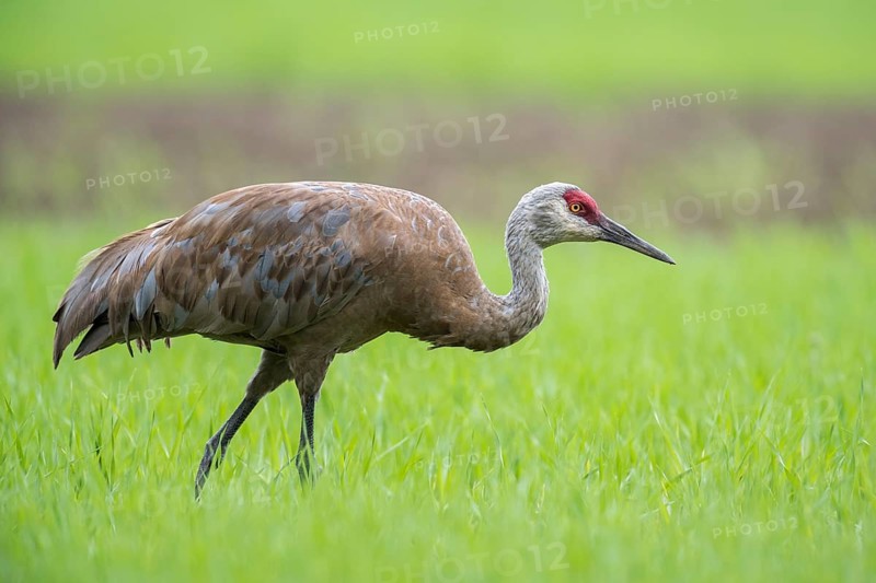 Sandhill crane (Grus canadensis) on field
