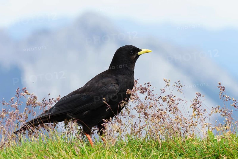 Alpine Chough (Pyrrhocorax graculus)