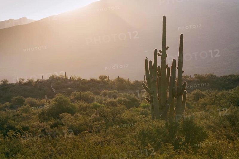 Giant Saguaro (Carnegiea gigantea)