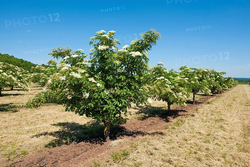 Plantation with Elder (Sambucus nigra)