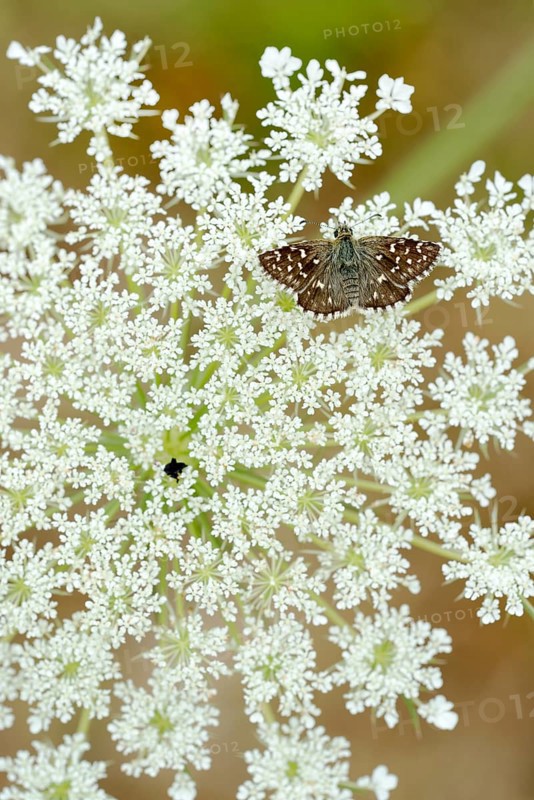 Grizzled Skipper (Pyrgus malvae)