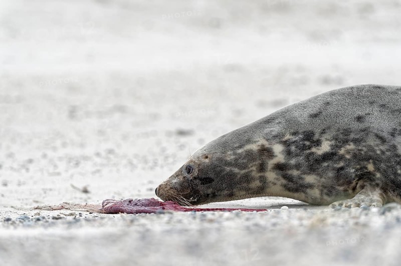 Grey seal (Halichoerus grypus)