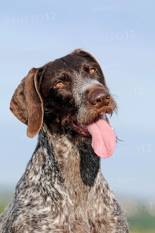 German Wirehaired Pointer