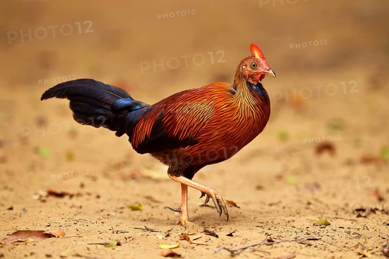 Sri Lankan junglefowl (Gallus lafayetii)