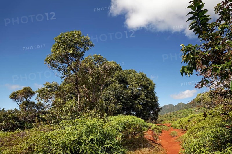 Hiking trail to the Belverdere de Plateau de Taravao lookout point