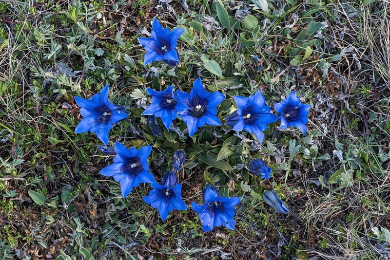 Stalkless gentian (Gentiana clusii)