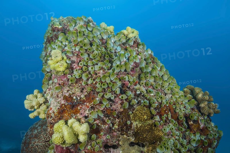 Colony of Urn Ascidian or green barrel sea squirt (Didemnum molle) on the rock