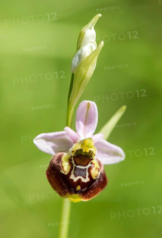 Late spider-orchid (Ophrys fuciflora)