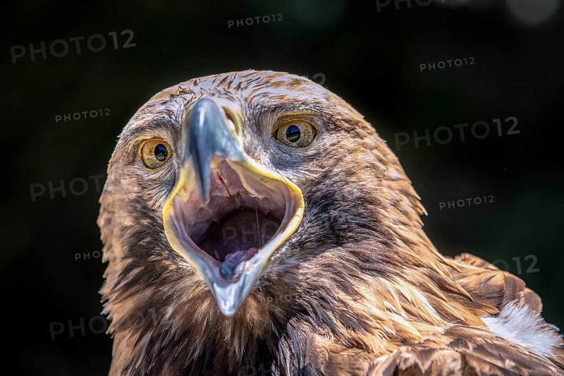Eastern imperial eagle (Aquila heliaca)