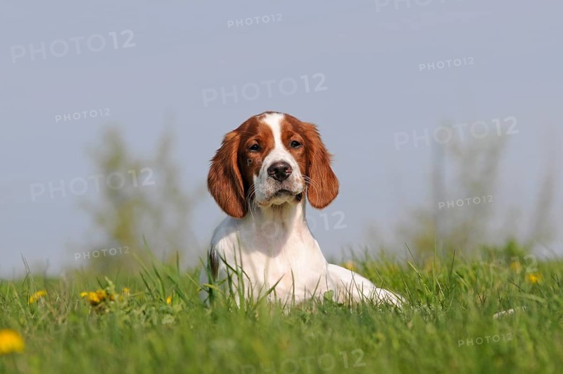 Irish Red and White Setter