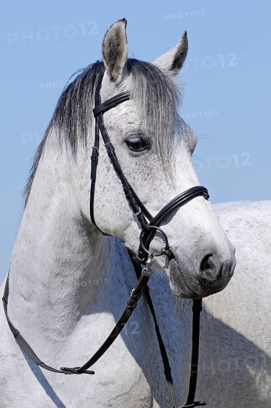 Warmblood
