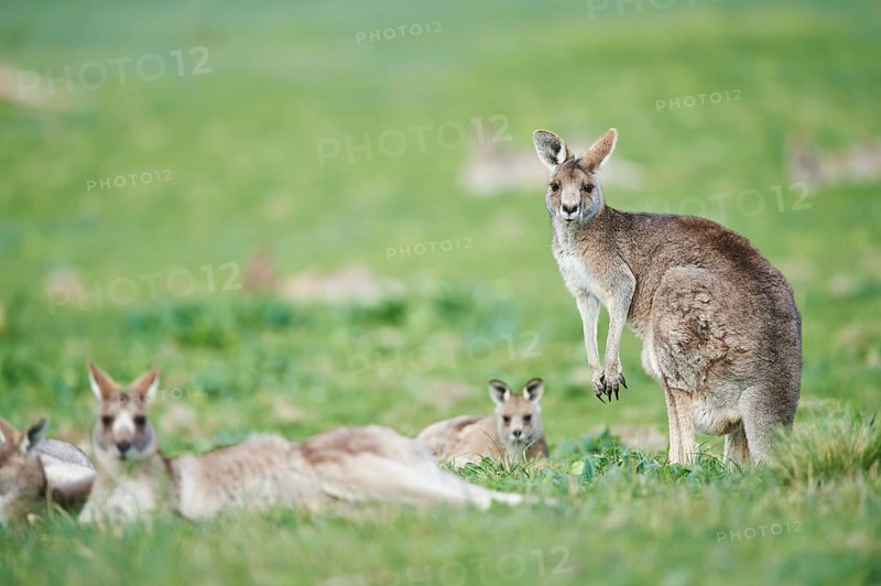 Eastern grey kangaroos (Macropus giganteus) on a meadow