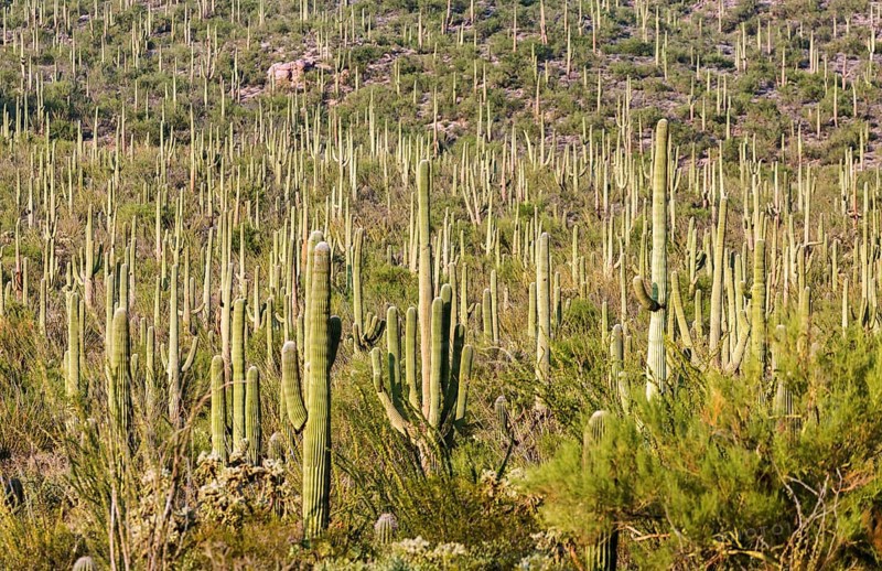Saguaro (Carnegiea gigantea)