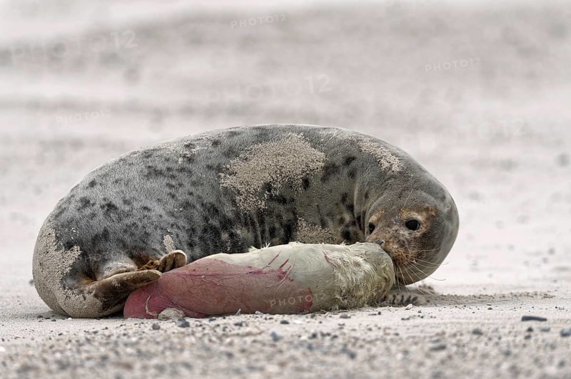 Grey seal (Halichoerus grypus)