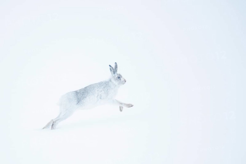 Mountain hare (Lepus timidus) running in snow