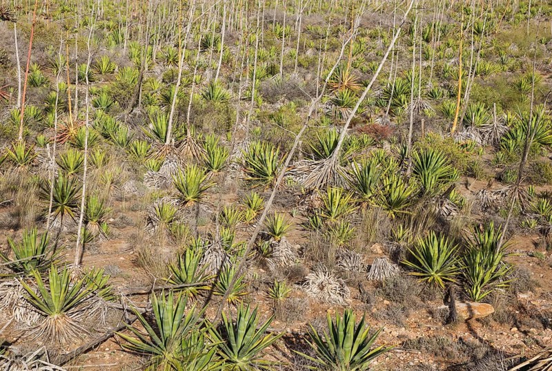 Century plants (Agave americana)