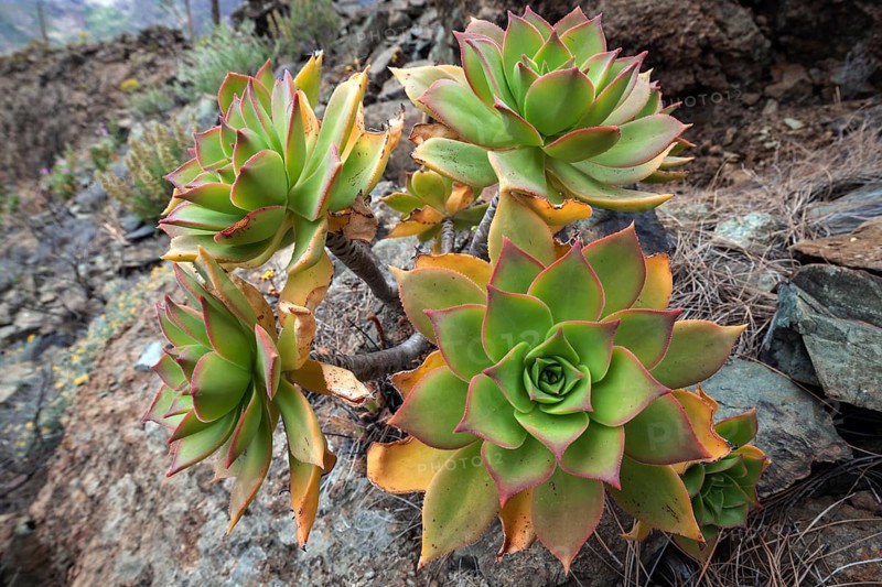 Thick leaf plant (Aeonium percarneum) in the mountains of Gran Canaria