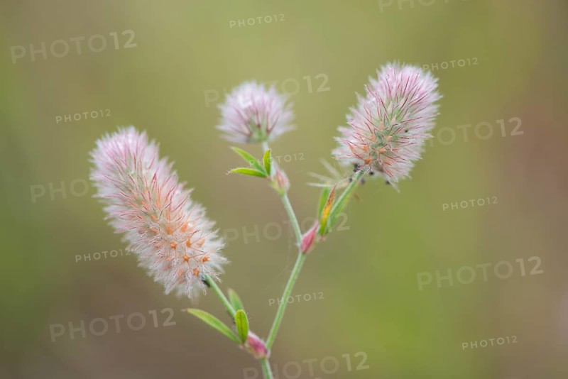 Haresfoot Clover (Trifolium arvense)
