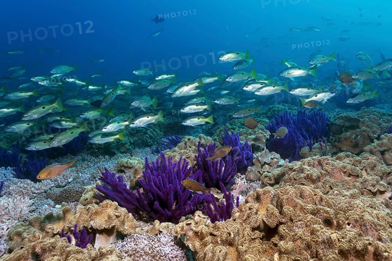 Ehrenberg's Snapper (Lutjanus ehrenbergii)