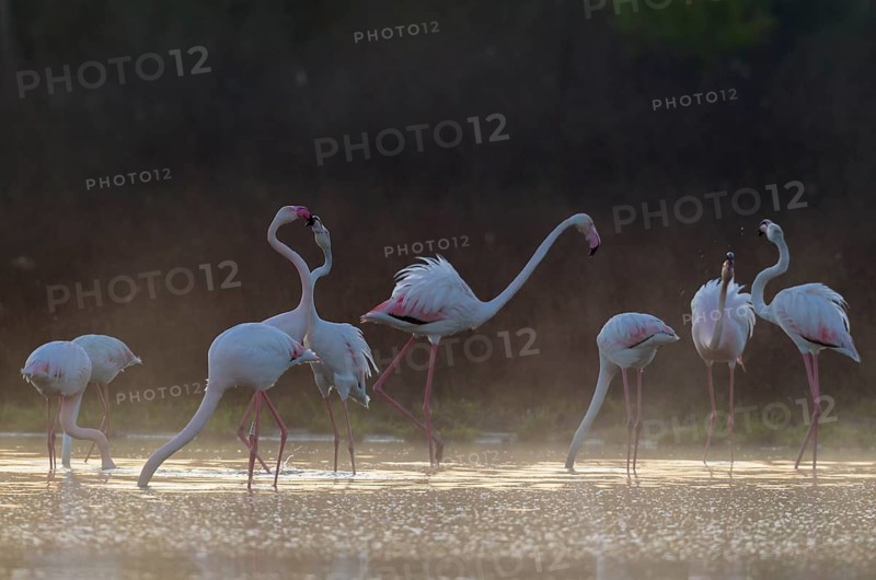 Greater Flamingo (Phoenicopterus roseus)