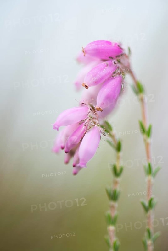 Cross-leaved Heath (Erica tetralix)