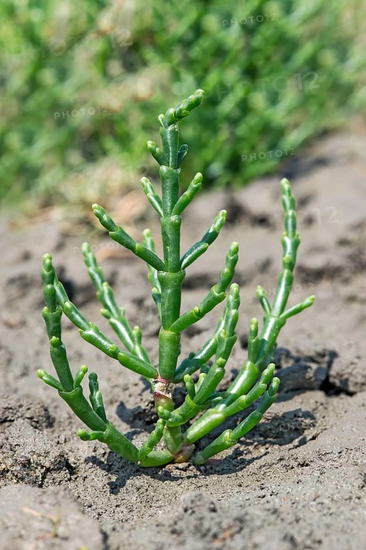 Glasswort (Salicornia spec.)