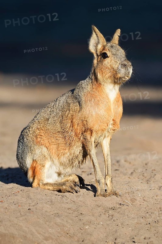 Patagonian Mara (Dolichotis patagonum)