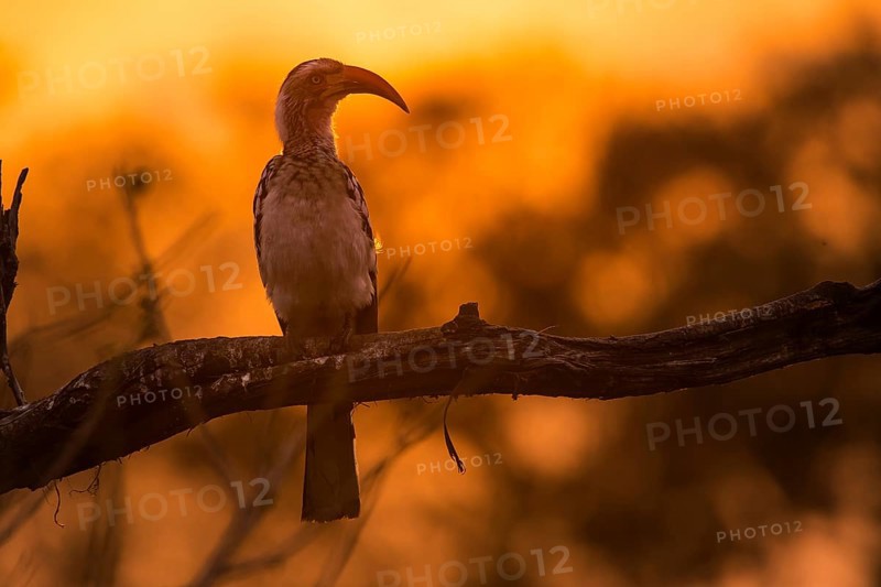 Southern Yellow-billed Hornbill (Tockus leucomelas) sits on branch at sunset
