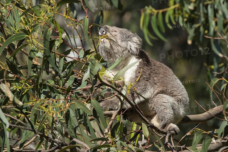 Koala (Phascolarctos cinereus) adult animal feeding in a Eucalyptus tree