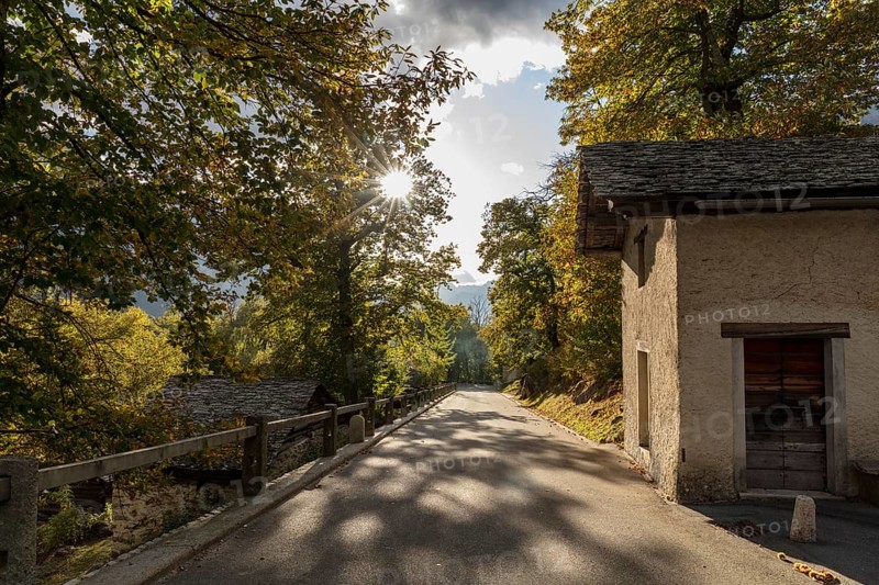 Road through chestnut grove