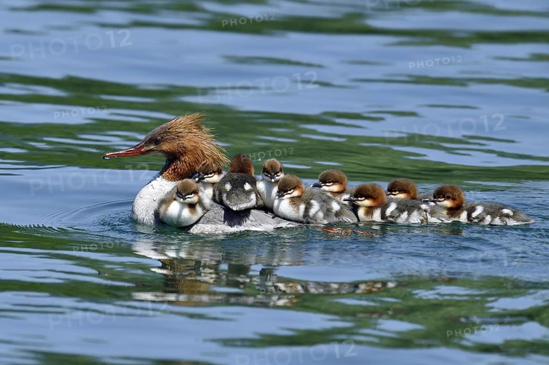 Common merganser (Mergus merganser)