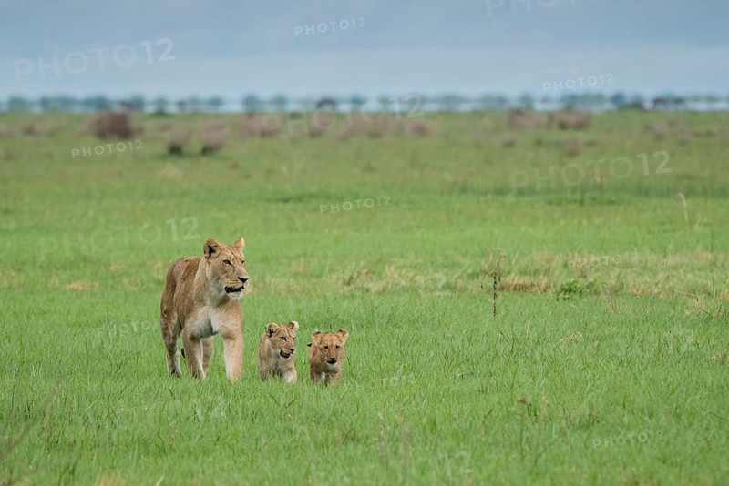 Lion (Panthera leo)