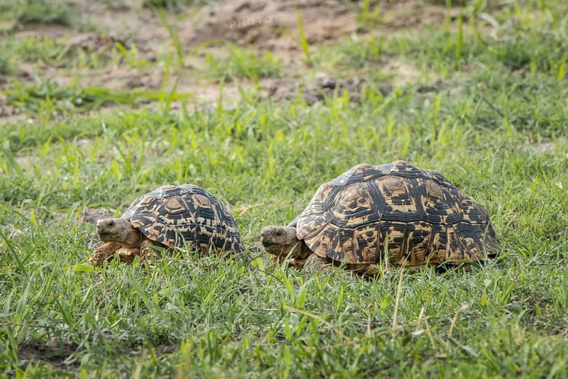 Leopard tortoises (Stigmochelys pardalis) walking in a row