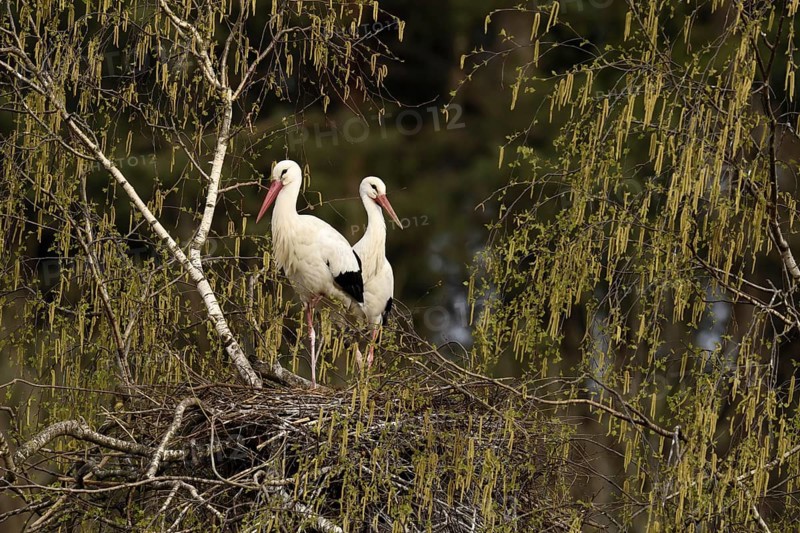 White storks (Ciconia ciconia)
