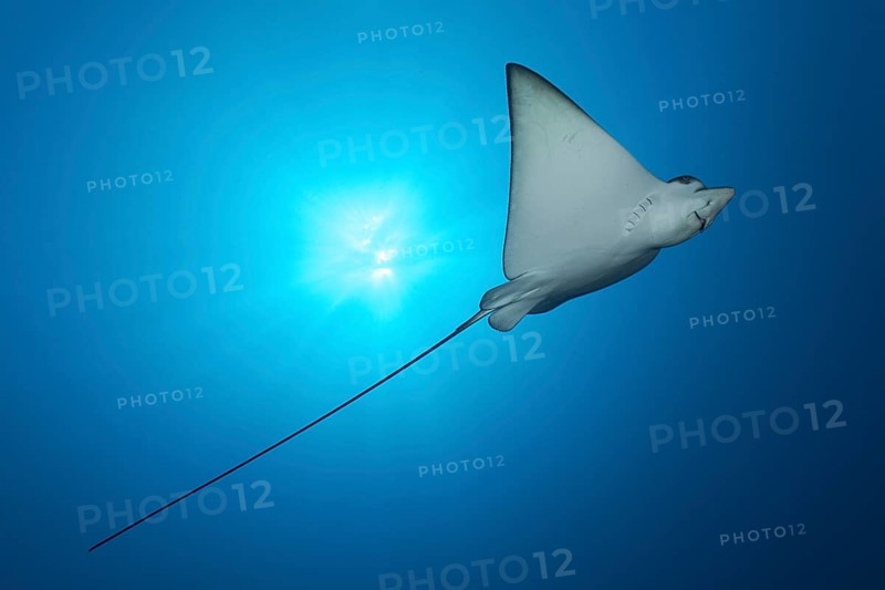 Spotted eagle ray (Aetobatus narinari)