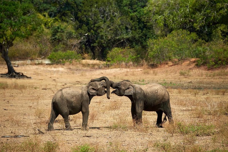 Sri Lankan elephants (Elephas maximus maximus)