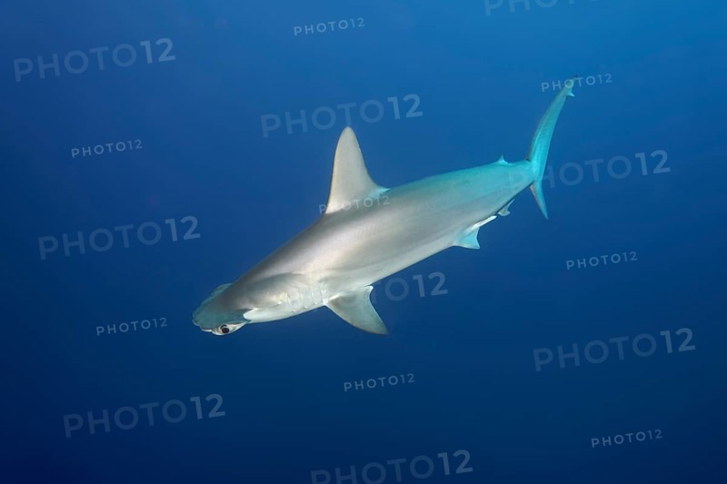 Scalloped Hammerhead (Sphyrna lewini) swims in the open sea