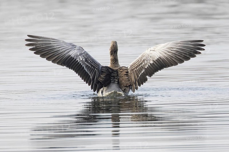 Greylag goose (Anser anser) in the water