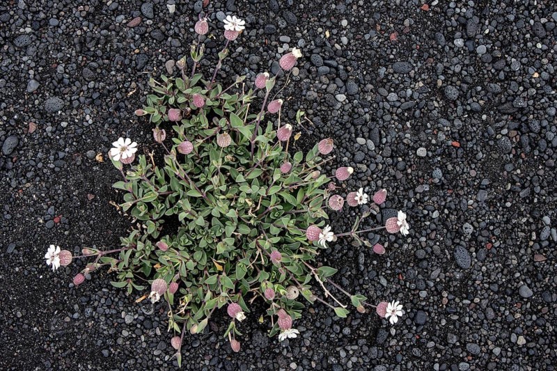 Sea campion (Silene uniflora Roth)