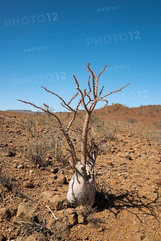 Bottle tree (Pachypodium lealii) in the desert