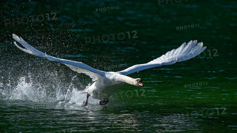 Mute swan (Cygnus olor)