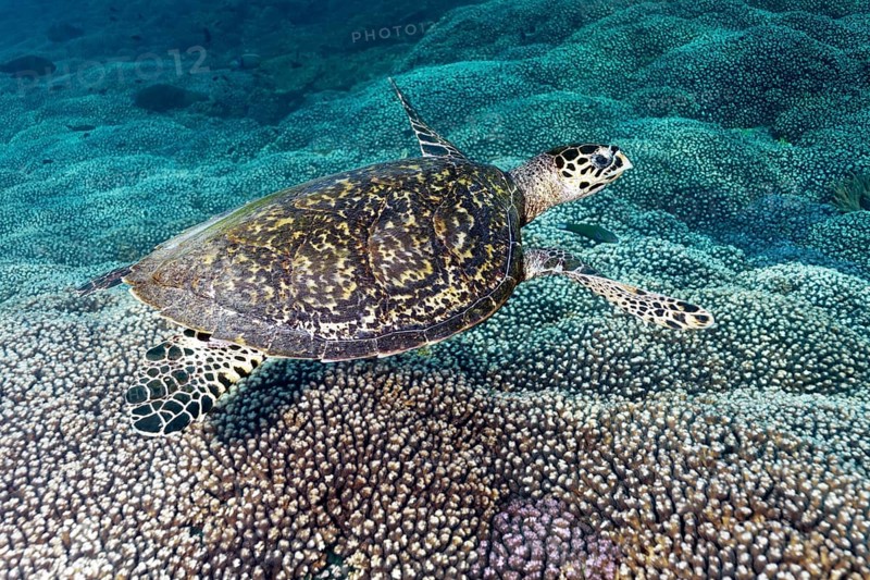 Hawksbill sea turtle (Eretmochelys imbricata)