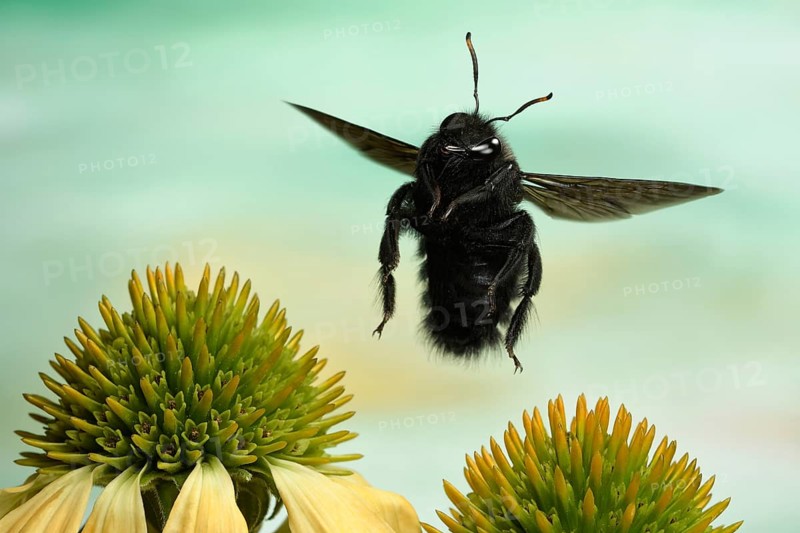 Violet carpenter bee (Xylocopa violacea)