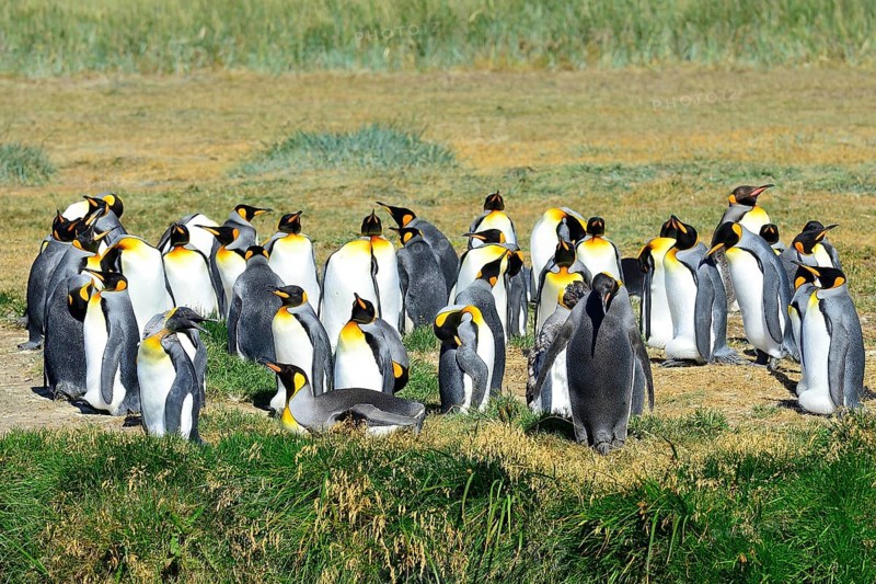 King penguins (Aptenodytes patagonicus)